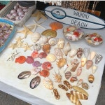 Instagram의 @coastal.babe님: - 예쁘다 #hawaii#market#alohastadium#seashells#wednesdaymorning#하와이#알로하#플리마켓#굿모닝...