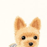 May’s Capriccio on Instagram: "「頭が良さそうに見える」 #art #illustration #procreate #dog #dogsofinstagram #dogstagram #dogart...