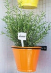 plantas에 관한 13개의 최상의 Pinterest 이미지 | 허브 정원, 다육 식물 및 수직정원 plantas