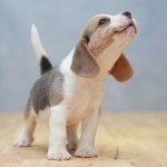 Beagle에 관한 64개의 최상의 Pinterest 이미지 | 강아지, 비글 및 비글 강아지 Beagle