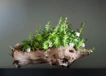 Pin by 류영철 on 분재 | Succulents garden, Garden terrarium, Succulents