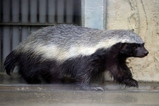 Pin by animal king on 라텔 | Honey badger, Buffalo animal, Animals