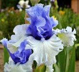 iris wintry sky | 아이리스