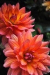 Glowing Dahlias! | 달리아, 꽃