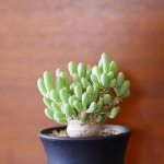 succulents | 다육 식물, 꽃, 식물