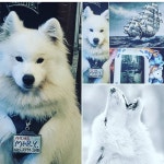 kid #heanom #maryopba #제주 소년 #해놈 #마리오빠 #samoyed #사모예드 #maryopbakebap #마리오빠케밥