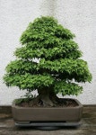 석송조경하는사람등 | Pin de 영수 권 em 소나무 | Ikebana, Jardim, Jardinagem