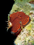 씨앤(SEA N)스쿠버 | Charlotta's Nudibranch Sea Slug | 해양 생물, 스쿠버 다이빙, 다이빙