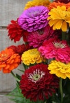 My mom loved Zinnias | 정원 가꾸기, 달리아, 꽃