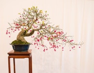 새봄분재꽃식물원 | Pin by 상연 이 on 분재 | Bonsai, Inspiration, Flowers