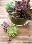 succulents | 다육 식물, 꽃, 원예