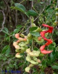 청천과일.야채.곡물 | Pithecellobium dulce | 곡물, 야채, 과일