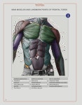 Image Dessin anatomie de ddd du tableau 그림공부 | Muscles corps humain, Dessin corps