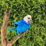 엘지이종합인테리어 | 보니타앤코 _그린월 on Instagram: “일하는 즐거움🕊 * * #보니타앤코#마코앵무새#엘지유플러스#wwf#멸종동물공원#스퀘어원#전시인테리어...