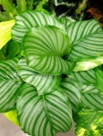 Calathea Prayer Plant 6 Pot Live Tropical by USTropicalPlants, $29.99 | 아트
