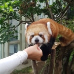 판다(PANDA)드럭스토어 | #Lesserpanda #렛서판다 #에버랜드 #판다월드 aka #RedPanda | Red panda, Panda, Animals