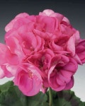 빅:난이들 | Geranium 'Daredevil Orchid' <3 | 꽃