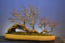 중원분재.조경농원 | Ghim của 강경량 trên 조경 | Cây kiểng bonsai, Rừng, Cây