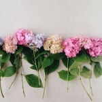 Flower's love에 있는 별ol님의 핀