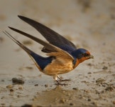 Barn Swallow, Africa, Americas, & Eurasia by Arlo West | 새 그림