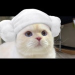 매점 사장님 : 락카 키나 가져와라. #없는데오 #그럼돈을받아오든지_엄마를모시고와라 #순무 #SoonMoo" | 고양이, 매점