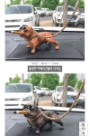 앤티스 차량용 프리미엄 인테리어 장식 | 인테리어 장식
