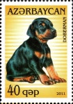 빌라도베르만(VILLA DOBERMANN) | Doberman Pinscher (Canis lupus familiaris) | 도베르만