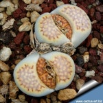 cactus lithops - Buscar con Google(이미지 포함)