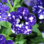 Night Sky Petunia | 꽃, 정원, 식물