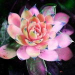 코아공예플라워샵 | blog intento juntar aquellas imágenes que por una razón u otra me producen buenas... | Flores.... | Pinterest | 공예 Flores....