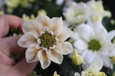 생화옆에서도 앙금꽃은 이쁘다..^^* Bean paste flowers. #대구플라워케이크 #대구앙금플라워 #대구앙금꽃배움반...