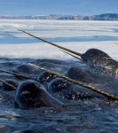 Narvals - in my opinion one of the most amazing creatures that... love to volunteer in the future helping to protect th… | 사진