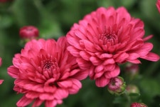 Pixabay의 무료 이미지 - 국화, 꽃, 가, 핑크, 플로 라, 자연 | Chrysanthemum, Image, Free images