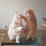 이소연님이 동물에 올린 웃긴 고양이 이미지 | 고양이 유머, 새끼 고양이