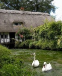 cottage with swans | 시골, 작은 집, 여행