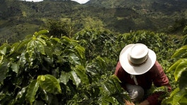 커피파머스(COFFE FARMERS) | coffee drying farmer - Google 검색