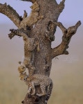 Joy Safari Bay on Instagram: “Cheetah cubs playing on a tree, what a joy time for this cubs..!!...