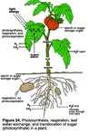 grafting | 조경 아이디어, 채소 재배, 식물