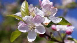 천상의꽃집(Heavenly flowers house) | Almendra. | 꽃집