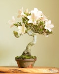 중원분재.조경농원 | Bonsai 1391 | 나무, 조경
