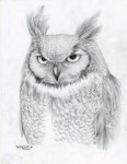 Afbeeldingsresultaten voor pencil art of lynx | 스케치, 귀여운 동물 그림, 동물 그림