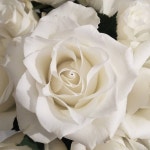 Pin by 정원 on Rose | Flower arrangements, Rose, Flowers