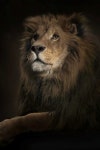 the majesty of the LION... | 동물