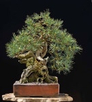 중원분재.조경농원 | Pin de 강경량 en 조경 | Plantas bonsai, Bonsai