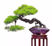 새봄분재꽃식물원 | Pin by MJ M on 분재 | Bonsai, Plants, Flowers