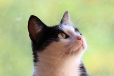 킹크랩 보고 놀란 개굴민주의 그 눈 King crab stares at the start | Pet cancer, Cancer in cats, Pets