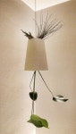 Una buena idea! Tillandsias (plantas aéreas) en la parte superior de tu boskke | 인테리어
