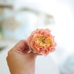 🌿 앙금플라워전문, soyoo . 🍃#루이스장미 . . (디자인도용 및 사진불펌금지 저작권_soyoocake) . 🌷10, 11월 정규반...