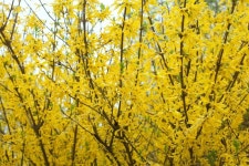 꽃다비forsythia | Gele bloei struiken van forsythia in voorjaar bos | 꽃