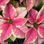 포인테 커피(Po!nte Coffee) | Pink Poinsettia | 포인세티아